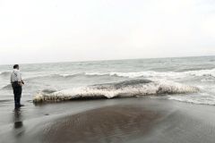 浦幌町直別の海岸に漂着したマッコウクジラ