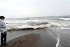 浦幌直別の海岸に死んだマッコウクジラ