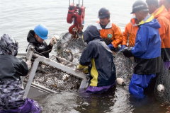 広尾川の河口付近で行われた採卵用サケの捕獲作業（２５日午前８時ごろ、石原秀樹通信員撮影）