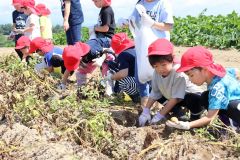 幼保園のちびっ子がイモ掘り遠足　清水