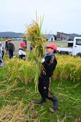 黄金に実った稲を刈り取る児童