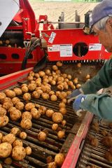 収穫作業がピークを迎えている食用ジャガイモ（２９日午前１１時ごろ、芽室町中伏古）