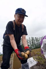 ジャガイモの収穫体験を行う参加者ら（２９日、芽室町祥栄西で。）