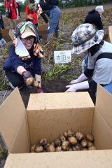 ジャガイモの収穫を体験する参加者ら（２９日、芽室町祥栄西で）