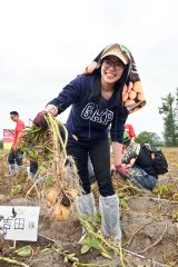 ジャガイモの収穫体験を行う参加者ら（２９日、芽室町祥栄西で。）