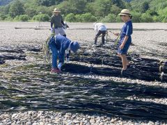 近年は生産量が減る広尾のコンブ漁
