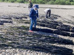 近年は生産量が減る広尾のコンブ漁