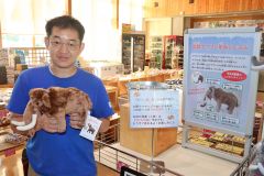 完売したナウマンゾウの縫いぐるみを紹介する菅原店長