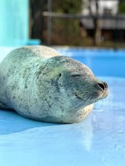 長年にわたり親しまれたゴマフアザラシのカイ（おびひろ動物園提供）