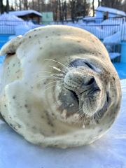 長年にわたり親しまれたゴマフアザラシのカイ（おびひろ動物園提供）