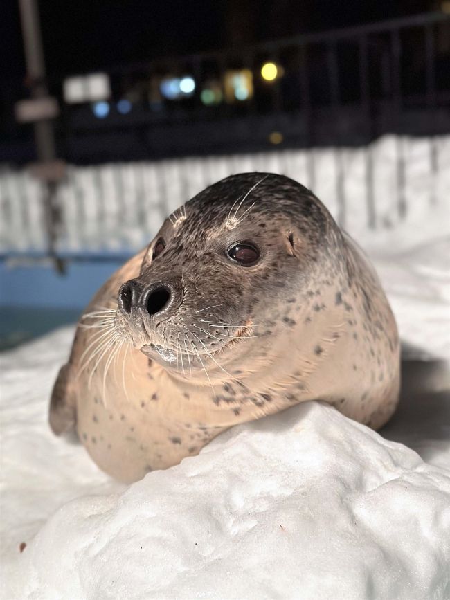 ゴマフアザラシの「カイ」死ぬ　おびひろ動物園