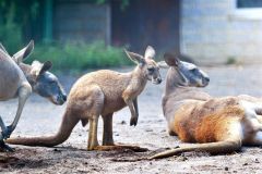 愛らしい姿で元気に過ごす、アカカンガルーの赤ちゃん（中央）＝金野和彦撮影