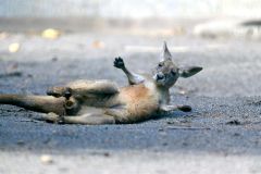 日陰で寝返りをうつアカカンガルーの赤ちゃん（金野和彦撮影）