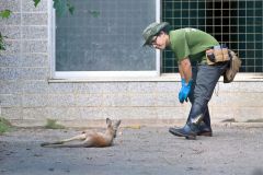 アカカンガルーの赤ちゃんを見守る飼育員（金野和彦撮影）