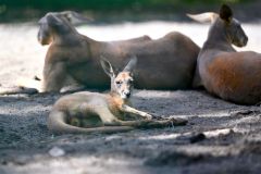 愛らしい姿で元気に過ごす赤ちゃんアカカンガルー（手前）＝金野和彦撮影