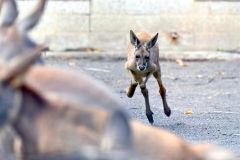 元気に跳び回るアカカンガルーの「ナッツ」（金野和彦撮影）