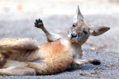 アカカンガルー赤ちゃん「ナッツ」見に行こう　おびひろ動物園、秋の見どころは