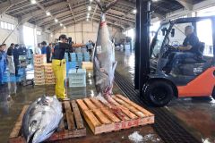 広尾で水揚げされた本マグロ（８日午前９時過ぎ）