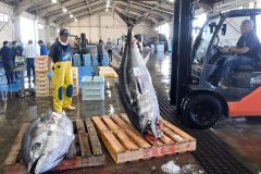 広尾で水揚げされた本マグロ（８日午前９時過ぎ）
