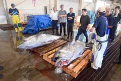 水揚げされた本マグロ（８日午前９時すぎ、広尾漁協）