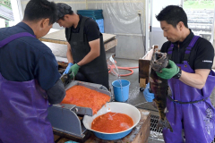 手際良く授精作業を進める職員ら(10日午前7時55分ごろ、広尾川ふ化場)