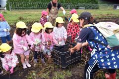 一列になってジャガイモの収穫体験を行った陸別保育所の園児