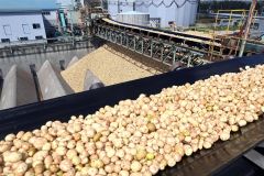 管内ででんぷん製造始まる　猛暑で受け入れ減、成分に影響も