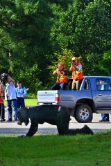 訓練で車の荷台の上からクマに向かって猟銃を構えるハンター（金野和彦撮影）
