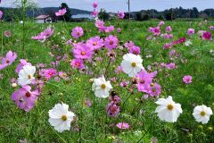 今年も咲き始めた大樹町生涯学習センター前ガーデンのコスモス