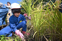 稲を刈り取る途別小の児童（１６日午前１１時ごろ、須貝拓也撮影）