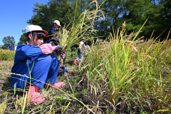 稲を刈り取る途別小の児童（１６日午前１１時ごろ、須貝拓也撮影）