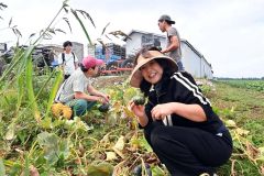 カボチャの収穫を楽しむモニターツアーの参加者