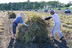 刈り取った小豆を手作業で積み上げる河野さんと妻の町子さん