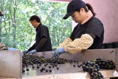 人の目によって選別作業が行われている