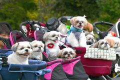道内初開催のドッグフレンドリーフェスタ　愛犬家らが交流と物販楽しむ～写真特集