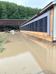 水に浸かった牛舎（門さん提供）