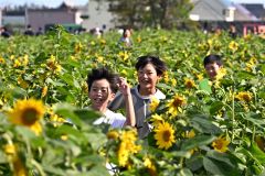 更別農高に今年もひまわり迷路　児童が元気よく駆け回る