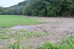 石川衆議が豊頃、浦幌の被災農地を視察 7