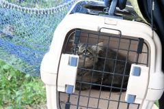 保護された子猫