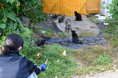 さらなる繁殖を食い止めるため、子猫の保護を試みる関係者