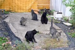 市内で野良猫増加、広陽小周辺は２０匹超　専門家「危険な状況」
