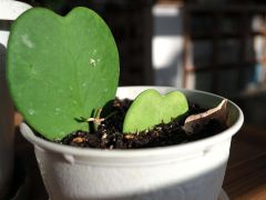 花と同じ頃に芽吹いた新芽