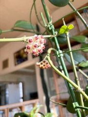 ９月中旬に咲いたホヤ・カーリーの花（読者提供）
