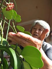 ホヤ・カーリーの蜜をにこやかに眺める中田さん