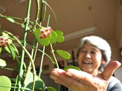ホヤ・カーリーの蜜をにこやかに眺める中田さん