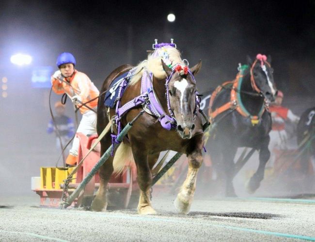 ホクセイハリアーが逃げ切りＶ　ばんえい十勝・銀河賞