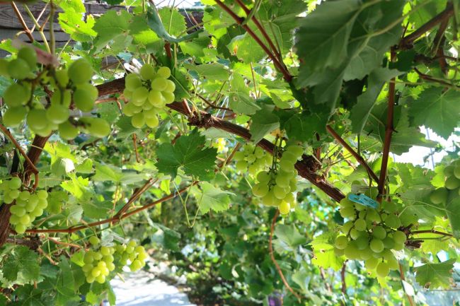 【写真】人気のシャインマスカット甘み上々　幕別「古舞ぶどう園ハヤサカ」でブドウ狩り
