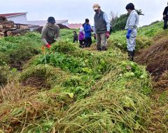 アレチウリの繁殖地で行われた抜き取り作業