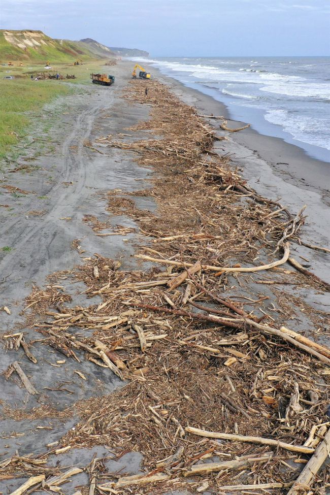 十勝川河口付近に流木の山 大雨で漂着 撤去進む | 十勝毎日新聞電子版