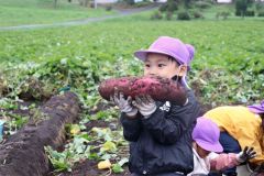 大きく育ったサツマイモを収穫した園児